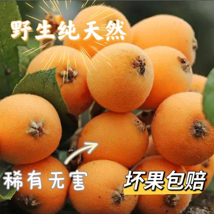 现摘新鲜纯野生土枇杷土琵琶新鲜孕妇水果纯天然无污染季时令野甜