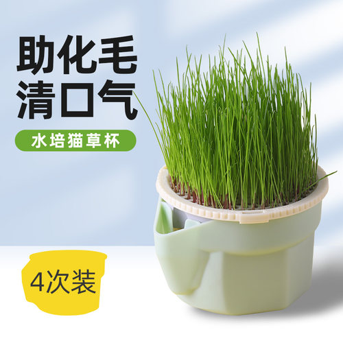 无土水培猫草杯懒人种植