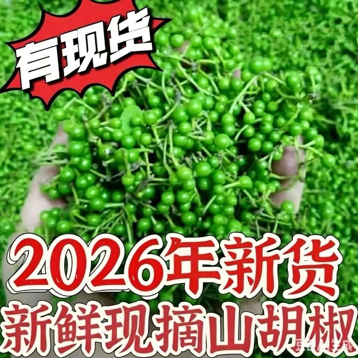 新鲜野生现摘现发山胡椒木姜子