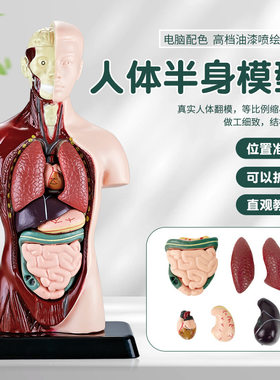 夜光人体解剖模型心脏眼球大脑