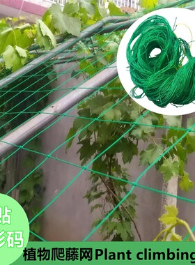 植物爬藤网定植网菊花抗倒伏绿色格子网pe园艺爬藤网plantnet
