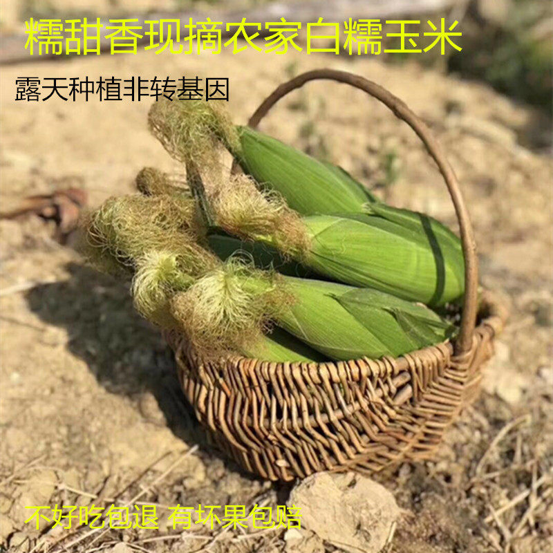 上市7号高山农家种植新鲜玉米
