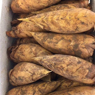 临安天目山现挖现发黄泥冬笋新鲜2023新货野生雷笋子楠竹笋