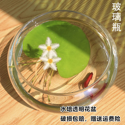 花瓶养绿植水培铜钱草水仙花专用玻璃瓶水养植物碗莲花盆玻璃器皿
