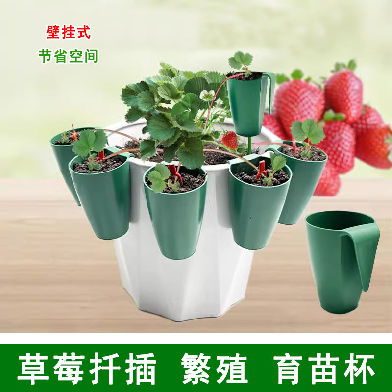草莓繁殖育苗杯小苗扦插移植育苗盆透气花盆家用草莓种植神器花盆