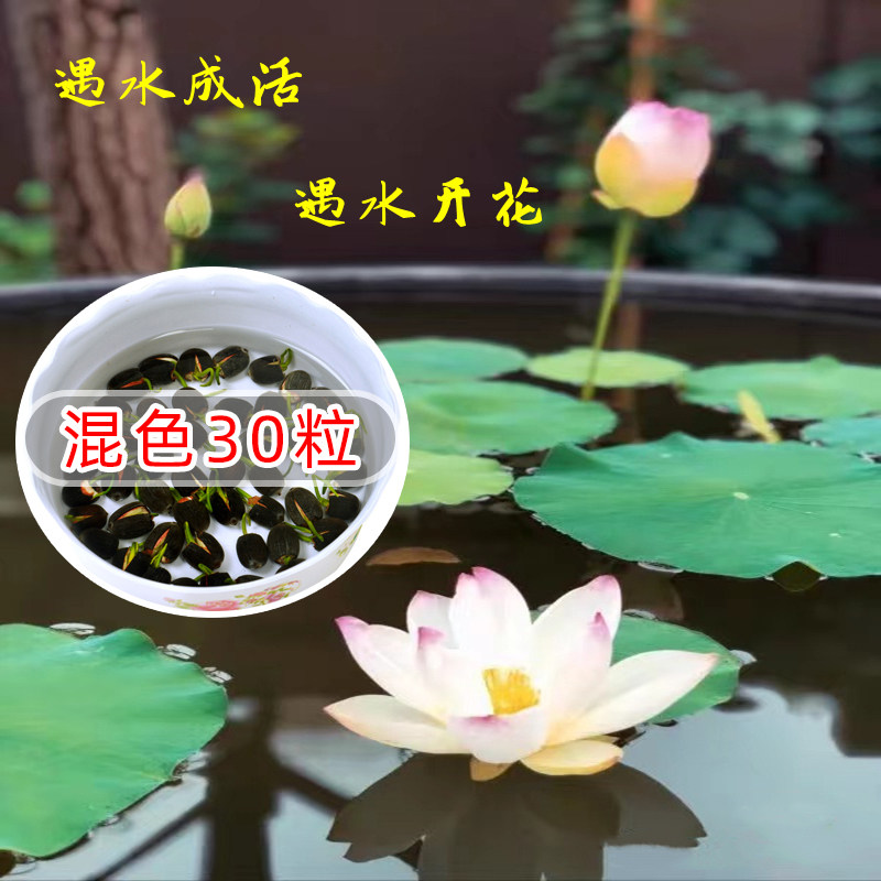 阳台花卉碗莲种子已开口水培植物水生水养睡莲开花荷花籽盆栽