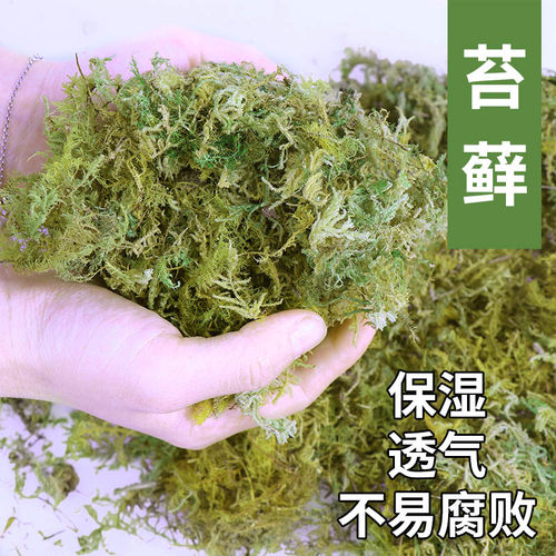 热销爆款苔藓盆栽铺面装饰青苔