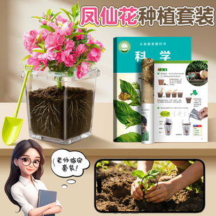 凤仙花种子种植套装儿童小盆栽四季种籽四年级下册学生科学实验