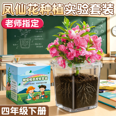 课本同款凤仙花种植套装