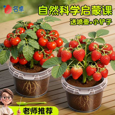 儿童种植小盆栽植物向日葵草莓