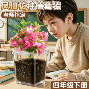 凤仙花种子种植套装儿童小盆栽四季种籽四年级下册学生科学实验