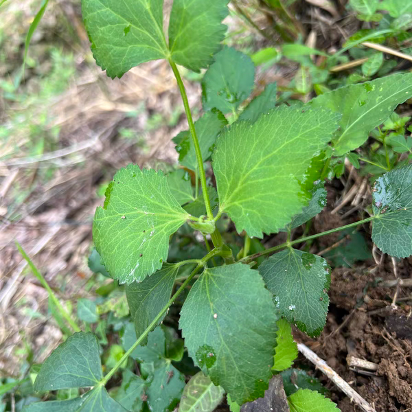 现采挖新鲜山当归青草异叶茴芹鹅脚板杏叶防风羊膳七百路通骚羊古
