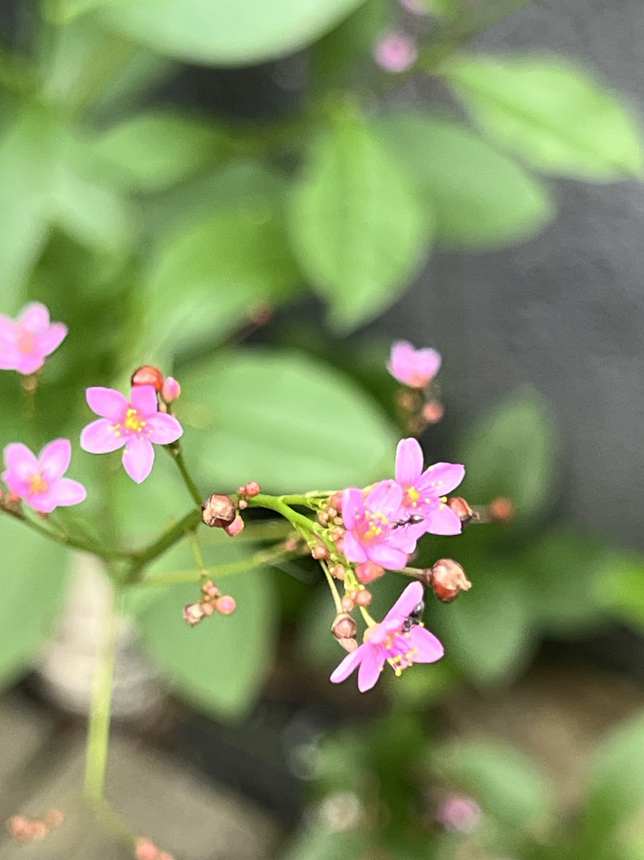 土人参栌兰盆栽花卉新款正品紫色花序精致小花耐高温户外落地可食