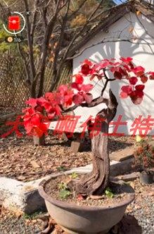 黄栌香山红叶直播一物一拍植物请勿私拍 拍前联客服办公桌阳台