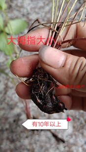 中草药材新鲜 地蜂子草 三叶委陵菜盆景 奇花异草 全株500克包邮