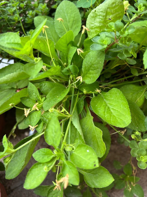 白花地丁烟台庭院堇菜春夏