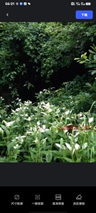 三白草根 塘边藕 天性草根 地藕 新鲜现挖速发四川农村中药材500g