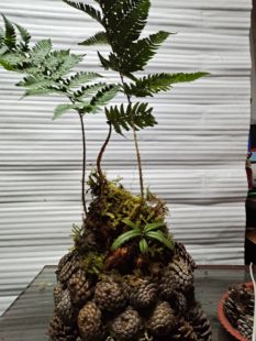红磷蕨苔藓球水培一叶蕨类植物盆栽室内网红蕨老桩四季常青绿植