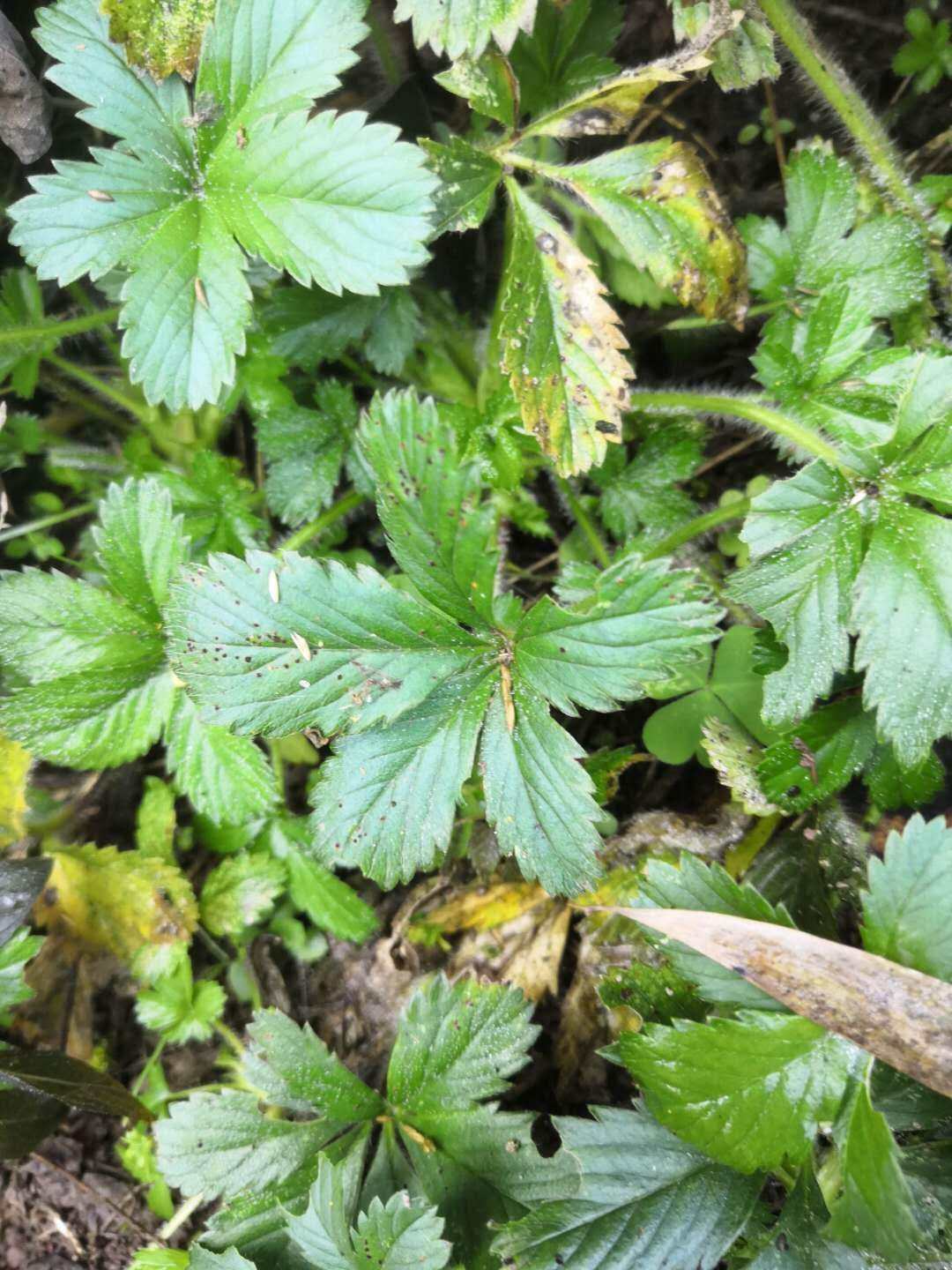 中草药五皮风五星草蛇含草五爪龙五叶莓新鲜现挖蛇含委陵菜食用