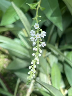 野外新鲜星宿菜 大田基黄干泥鳅菜红根草500克邮假辣蓼阳台庭院