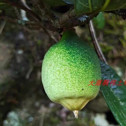 高产大果凉粉果树枝大叶木莲薜荔果扦插枝条盆栽庭院爬墙藤本植物