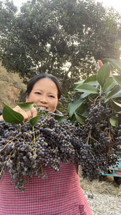 2026野外 女贞子 新鲜冬青子白蜡树果实女贞子树籽泡茶煮水洗头