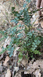 扇叶铁线蕨乌脚芼正宗铁线草乌脚鸡乌脚枪黑脚蕨中草药黑骨芒萁