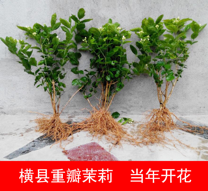 横县重瓣茉莉花苗白茉莉盆栽盆景四季绿植花卉老桩树桩根植物室内