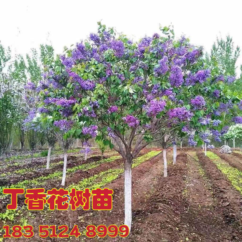 丁香花树苗庭院别墅丛生紫丁香花苗盆栽浓香花卉耐寒大型风景树种