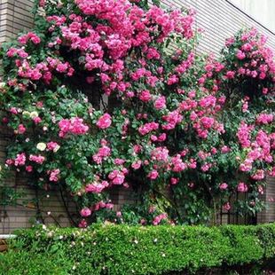 藤本月季花苗欧月花苗 爬藤月季 庭院蔷薇花苗玫瑰苗蔷薇爬藤花苗