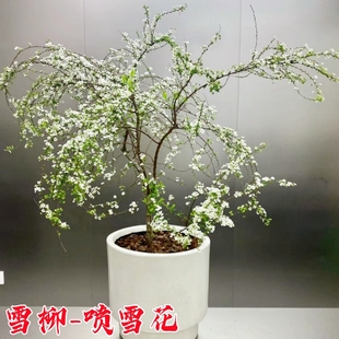 雪柳花树苗绿化风景树珍珠梅棒棒糖喷雪花苗庭院大型耐寒盆栽花卉