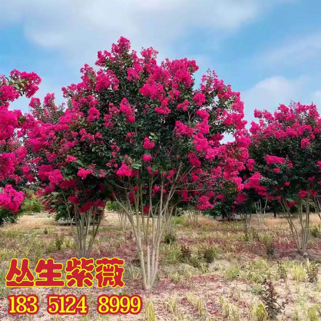 丛生紫薇树苗庭院大型耐寒绿化风