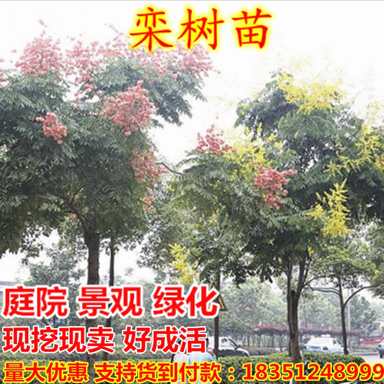 黄山绿化苗木行道树绿化苗木