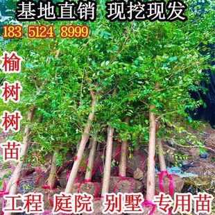 榆树小苗 榆树苗 榆钱树 白榆家榆 绿化树 别墅庭院 绿化工程树苗