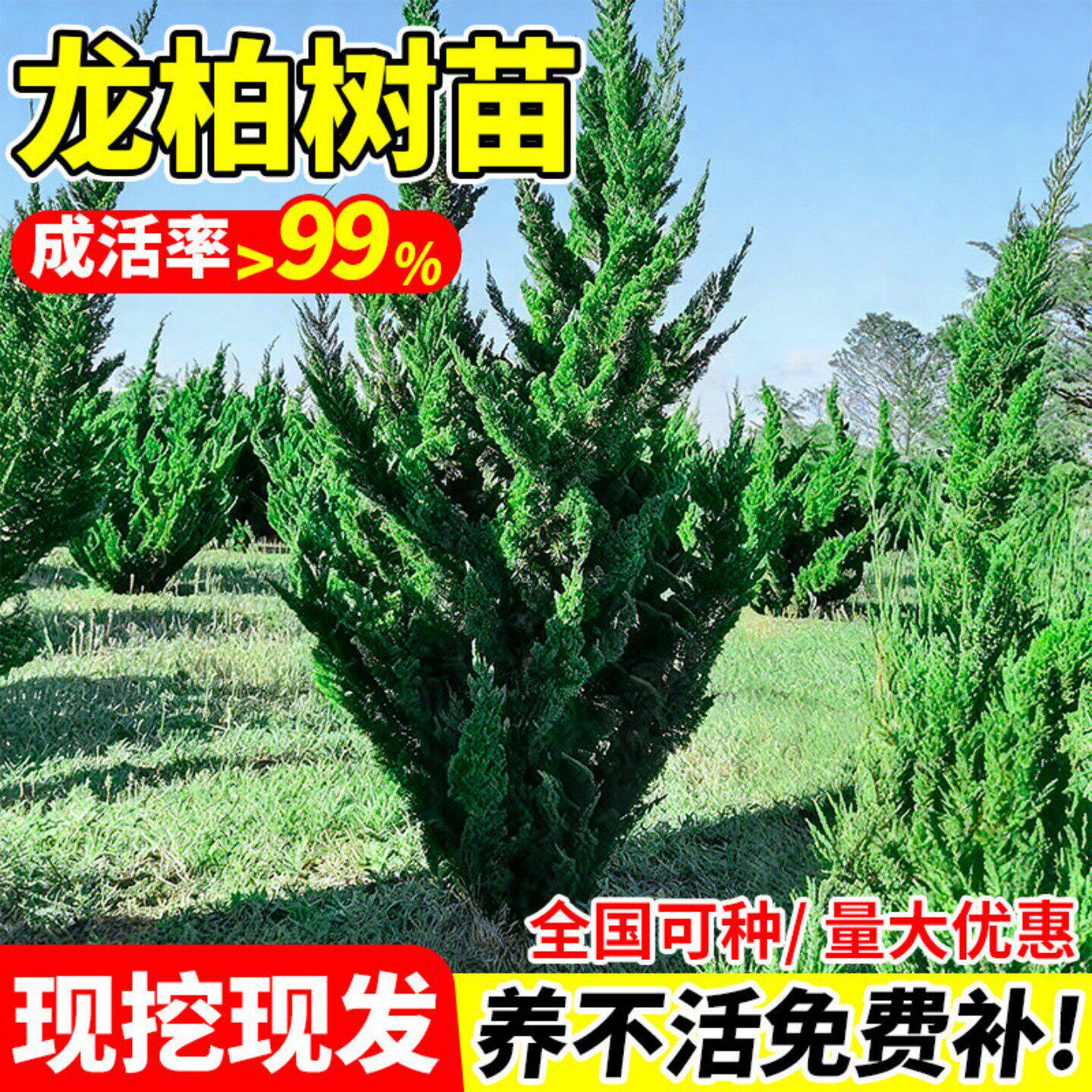 龙柏树苗四季青乔木塔柏侧柏松柏道路园林绿化工程现挖现发行道树