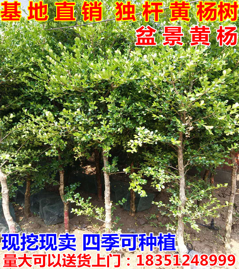 树苗小叶黄杨独杆黄杨