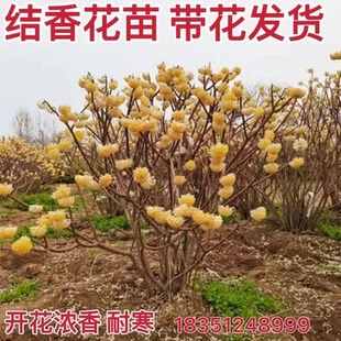 结香花苗金腰袋打结花梦冬花庭院耐寒风景树盆栽浓香独杆结香树苗