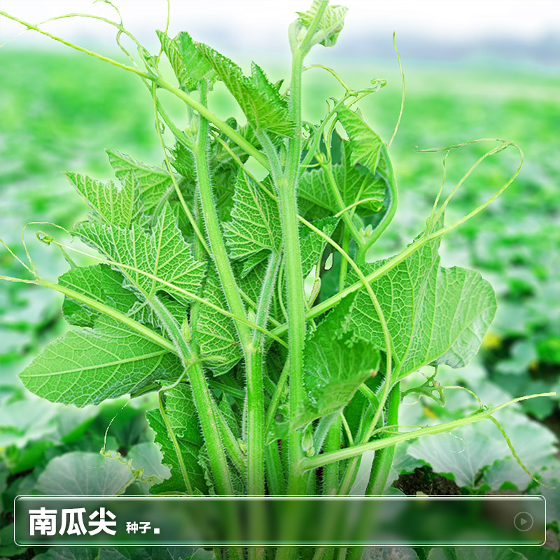 吃藤奶油南瓜尖种子种籽阳台四季春季南方种植种蔬菜籽种孑子大全