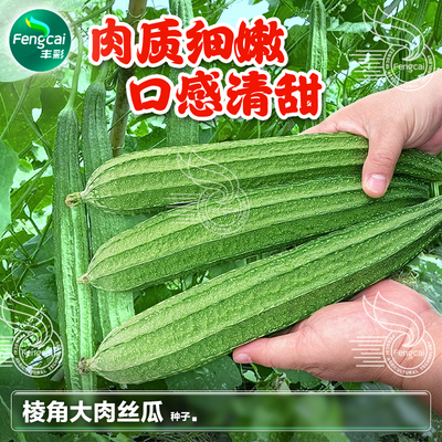棱丝瓜种子大肉八角丝瓜种籽春季
