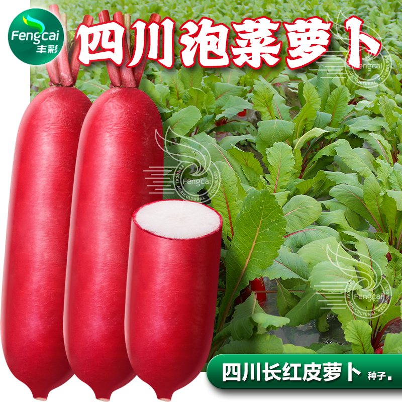 长红皮萝卜四川泡菜萝卜籽红萝卜菜籽种子夏季四季蔬菜种籽大全孑