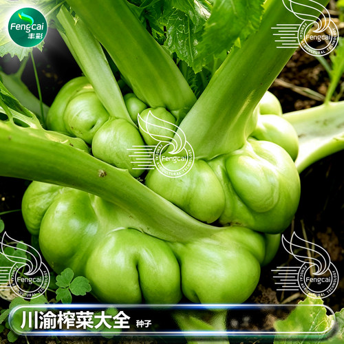 四川好种源生长约100天榨菜种子