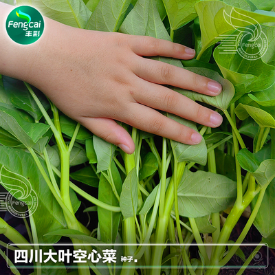 大叶空心菜种子种籽通菜蕹菜夏季耐热四季盆栽水培蔬菜籽种孑大全