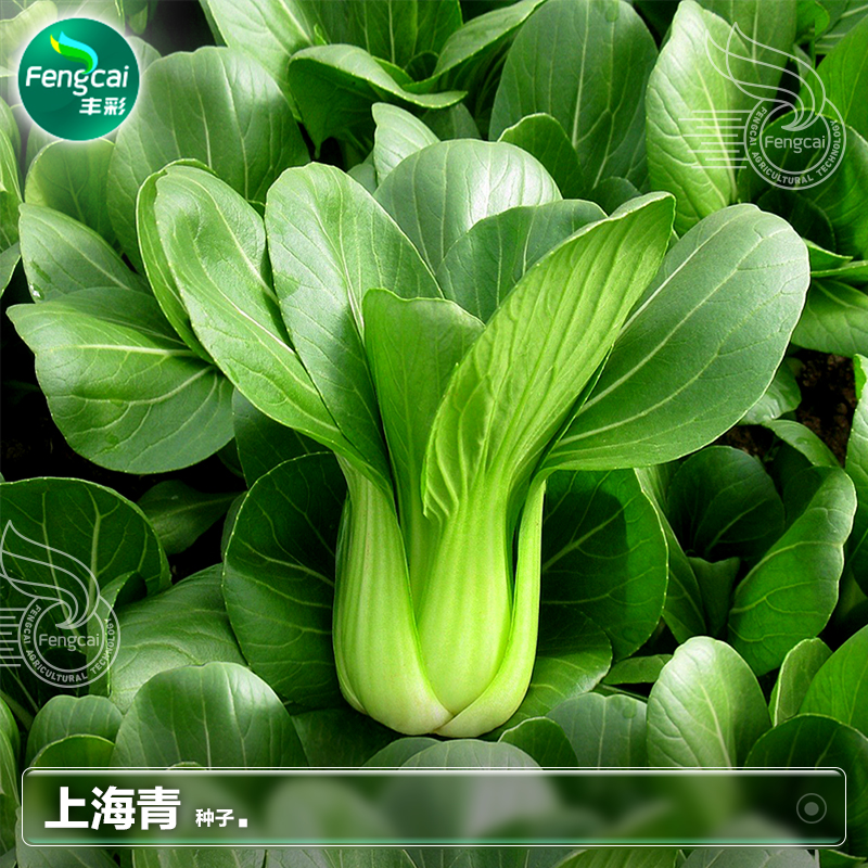 四季播种小青菜小白菜种子抗寒强