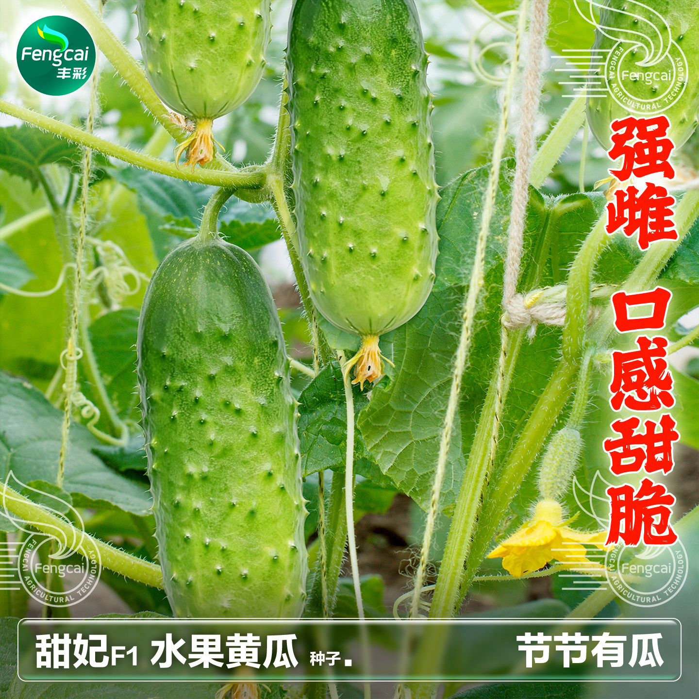 水果黄瓜种子强雌口感甜脆节节有瓜春秋季蔬菜籽种孑水果黄瓜种籽