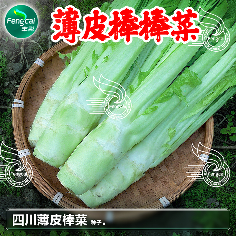 四川薄皮棒棒菜种子青笋芥笋青菜头种籽秋季蔬菜种孑大棒菜种籽