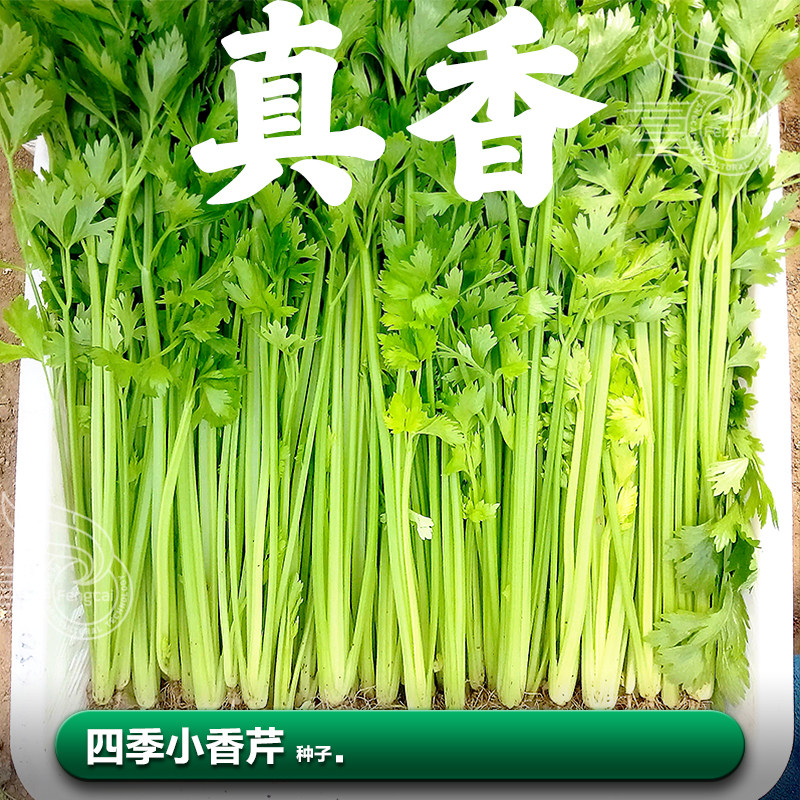 四季小香芹种子香味浓郁四季播种图片