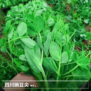 种植 蔬菜种孑子 香豌豆尖豌豆苗种籽芽苗菜荷兰豆种子籽水培春季