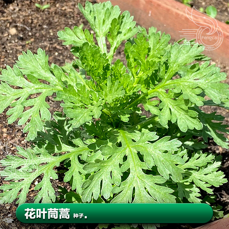 茼蒿籽菜种子 子籽青菜春季种植疏菜阳台四季菜苗蔬菜籽种大全孑