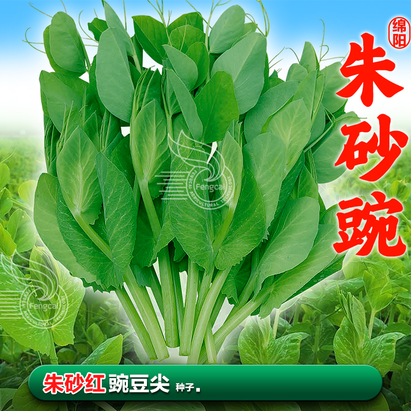 正宗四川朱砂红豌豆尖豆苗菜种子