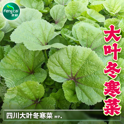 四川冬寒菜种籽冬苋菜种子冬葵菜籽四季秋后阳台盆栽蔬菜种孑大全